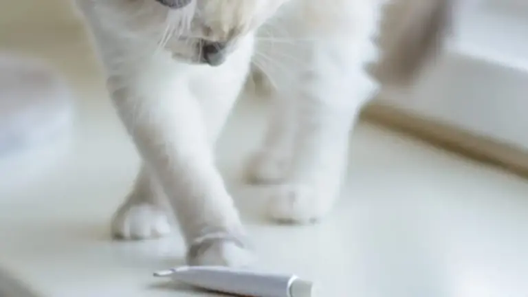 Neosporin para gatos: usos y dosis